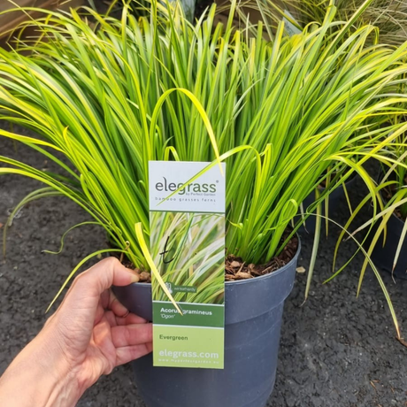 Add - on Hardy and Evergreen Grasses - Dandys Landscape Supplies