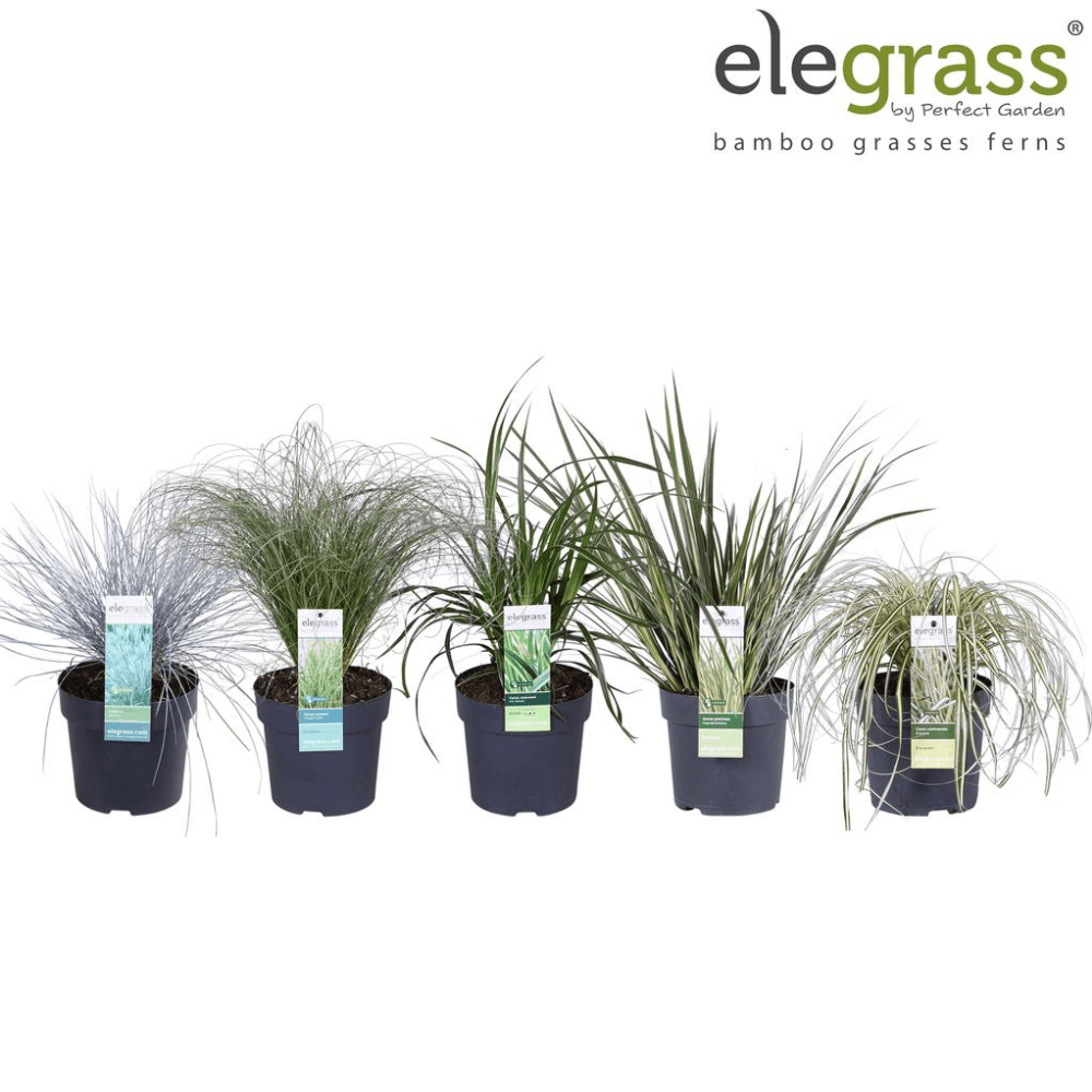 Add - on Hardy and Evergreen Grasses - Dandys Landscape Supplies