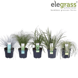 Add - on Hardy and Evergreen Grasses - Dandys Landscape Supplies