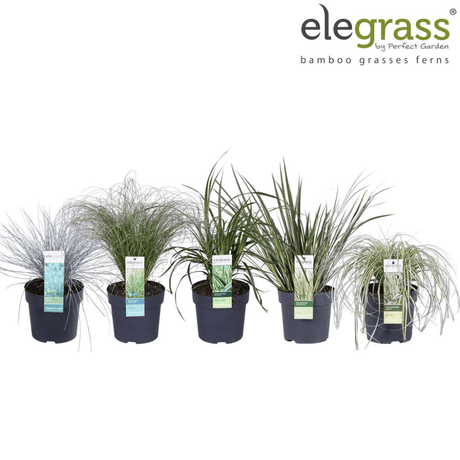 Add - on Hardy and Evergreen Grasses - Dandys Landscape Supplies