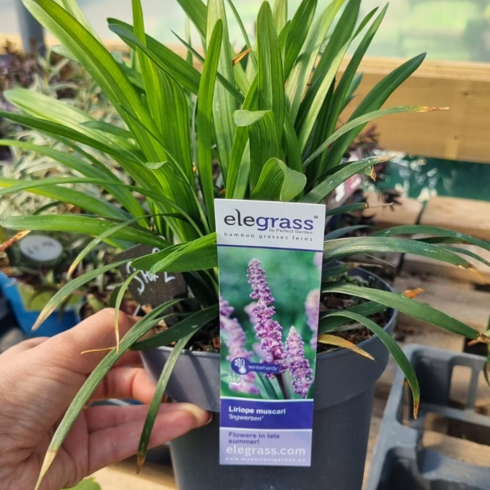 Add - on Hardy and Evergreen Grasses - Dandys Landscape Supplies