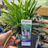 Add - on Hardy and Evergreen Grasses - Dandys Landscape Supplies