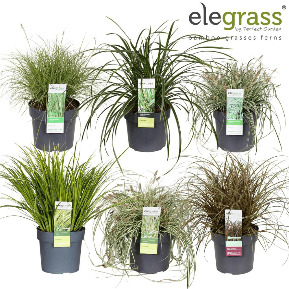 Add - on Hardy and Evergreen Grasses - Dandys Landscape Supplies
