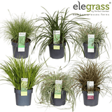 Add - on Hardy and Evergreen Grasses - Dandys Landscape Supplies
