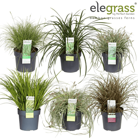 Add - on Hardy and Evergreen Grasses - Dandys Landscape Supplies