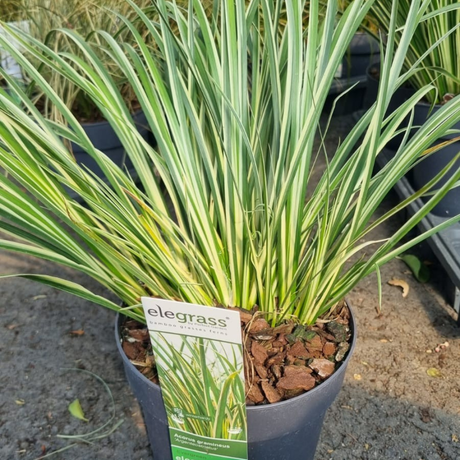 Add - on Hardy and Evergreen Grasses - Dandys Landscape Supplies