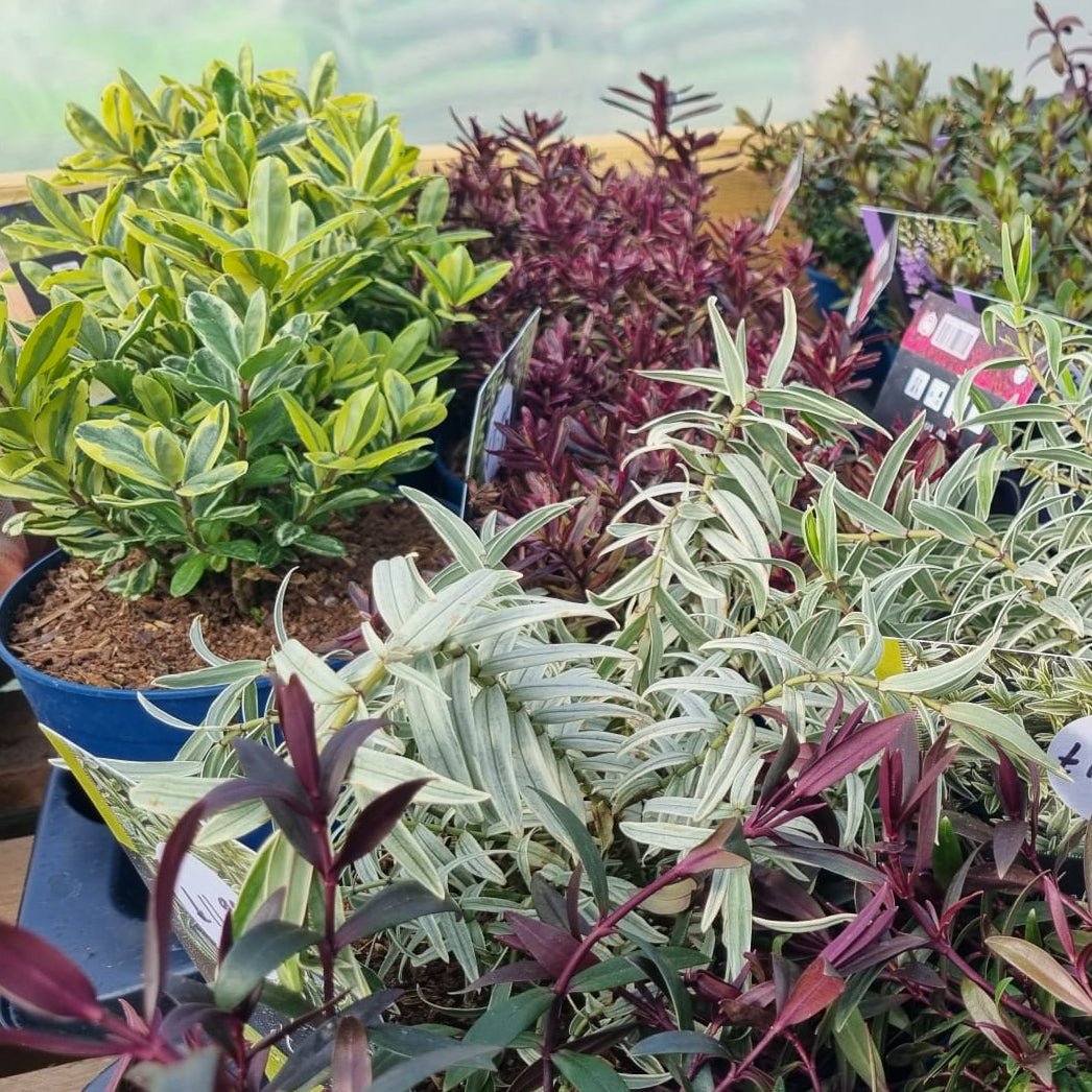 hebe plants in pots Add-on Hebe 2ltr – Dandy's Topsoil & Landscape Supplies