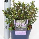 Hebe_Garden_Beauty_Blue2