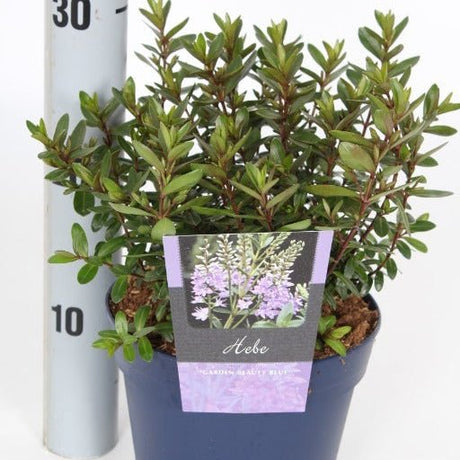 Hebe_Garden_Beauty_Blue2