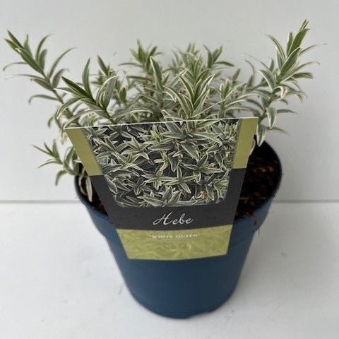 hebe_-_white_princess