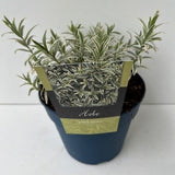 hebe_-_white_princess