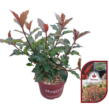 Add - on Photina fras. Magical Volcano - Dandys Landscape Supplies