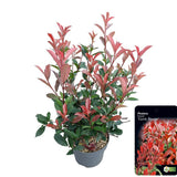 Add - on Photinia fras. Carre Rouge - Dandys Landscape Supplies