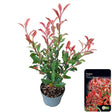 Add - on Photinia fras. Carre Rouge - Dandys Landscape Supplies