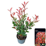 Add - on Photinia fras. Carre Rouge - Dandys Landscape Supplies