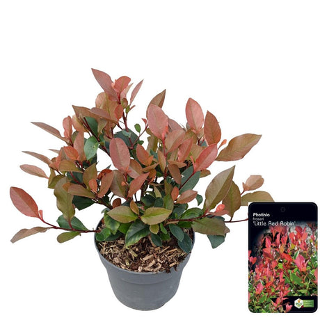 Add - on Photinia fras. Little Red Robin - Dandys Landscape Supplies