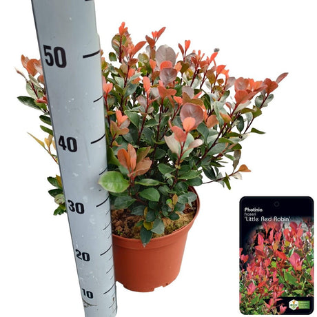 Add - on Photinia fras. Little Red Robin - Dandys Landscape Supplies