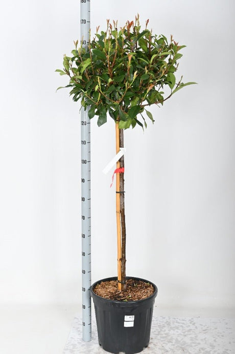 Add - on Photinia fras. Red Robin - Dandys Landscape Supplies