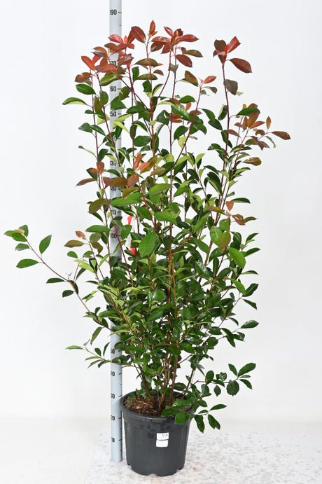 Add - on Photinia fras. Red Robin - Dandys Landscape Supplies