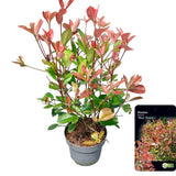Add - on Photinia fras. Red Robin - Dandys Landscape Supplies