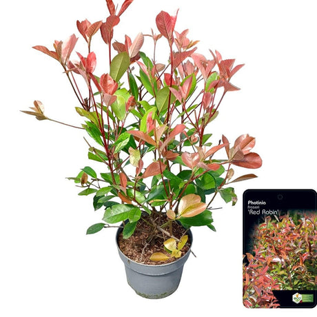 Add - on Photinia fras. Red Robin - Dandys Landscape Supplies