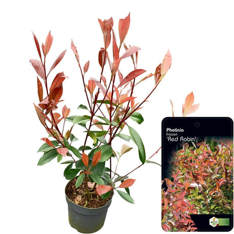 Add - on Photinia fras. Red Robin - Dandys Landscape Supplies