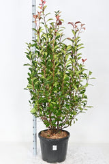 Add - on Photinia fras. Red Robin - Dandys Landscape Supplies