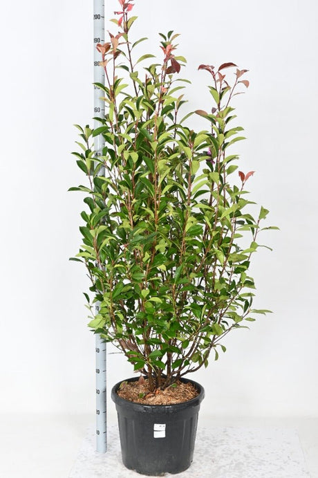 Add - on Photinia fras. Red Robin - Dandys Landscape Supplies