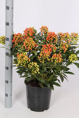 Add - on Skimmia Japonica Pabella - Dandys Landscape Supplies