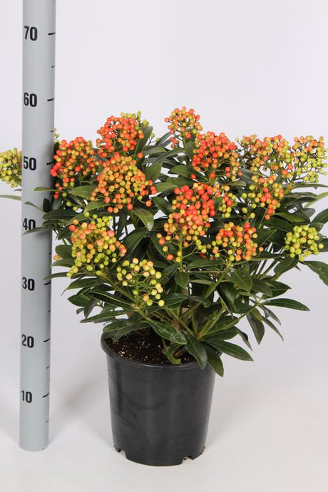 Add - on Skimmia Japonica Pabella - Dandys Landscape Supplies