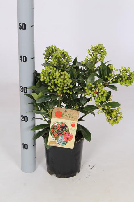 Add - on Skimmia Japonica Pabella - Dandys Landscape Supplies