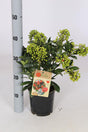 Add - on Skimmia Japonica Pabella - Dandys Landscape Supplies