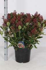 Add - on Skimmia Japonica Rubella - Dandys Landscape Supplies