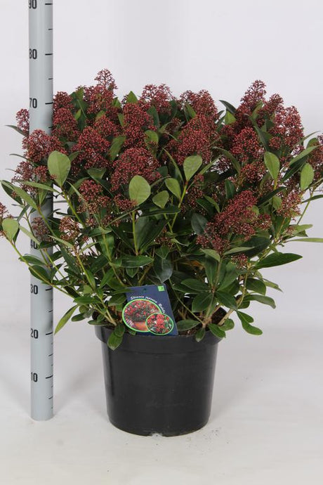 Add - on Skimmia Japonica Rubella - Dandys Landscape Supplies