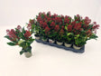Add - on Skimmia Japonica Rubella - Dandys Landscape Supplies