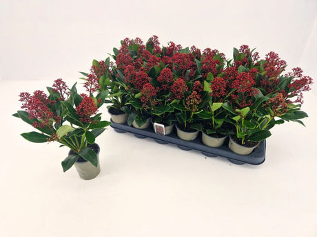 Add - on Skimmia Japonica Rubella - Dandys Landscape Supplies