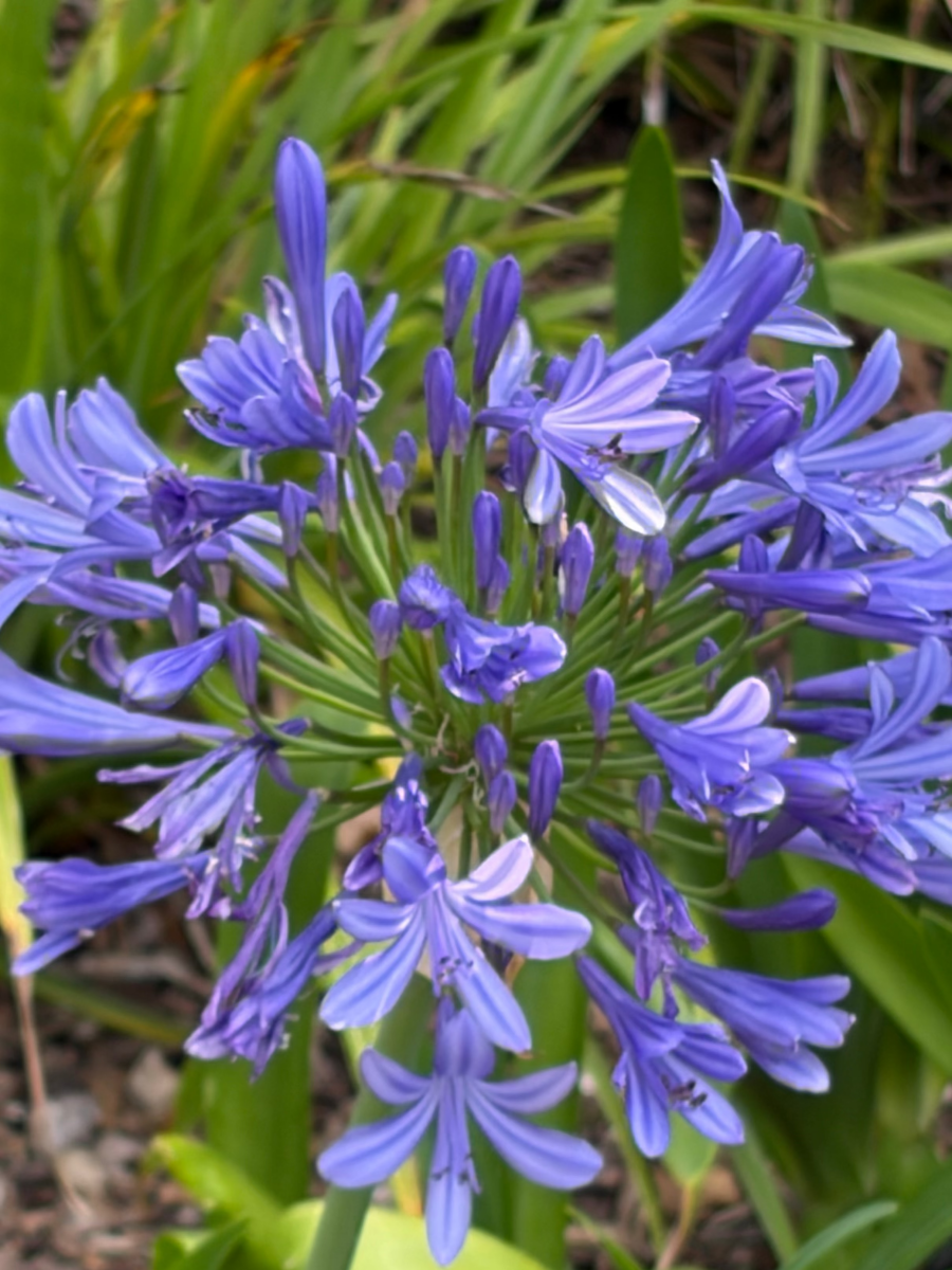 Agapanthus Big Blue - Dandys Landscape Supplies