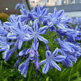 Agapanthus Big Blue - Dandys Landscape Supplies