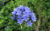 Agapanthus Big Blue - Dandys Landscape Supplies