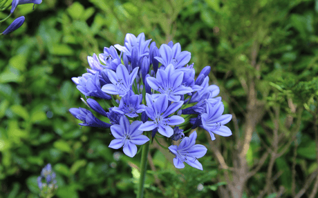 Agapanthus Big Blue - Dandys Landscape Supplies