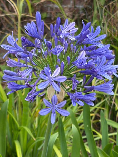 Agapanthus Big Blue - Dandys Landscape Supplies