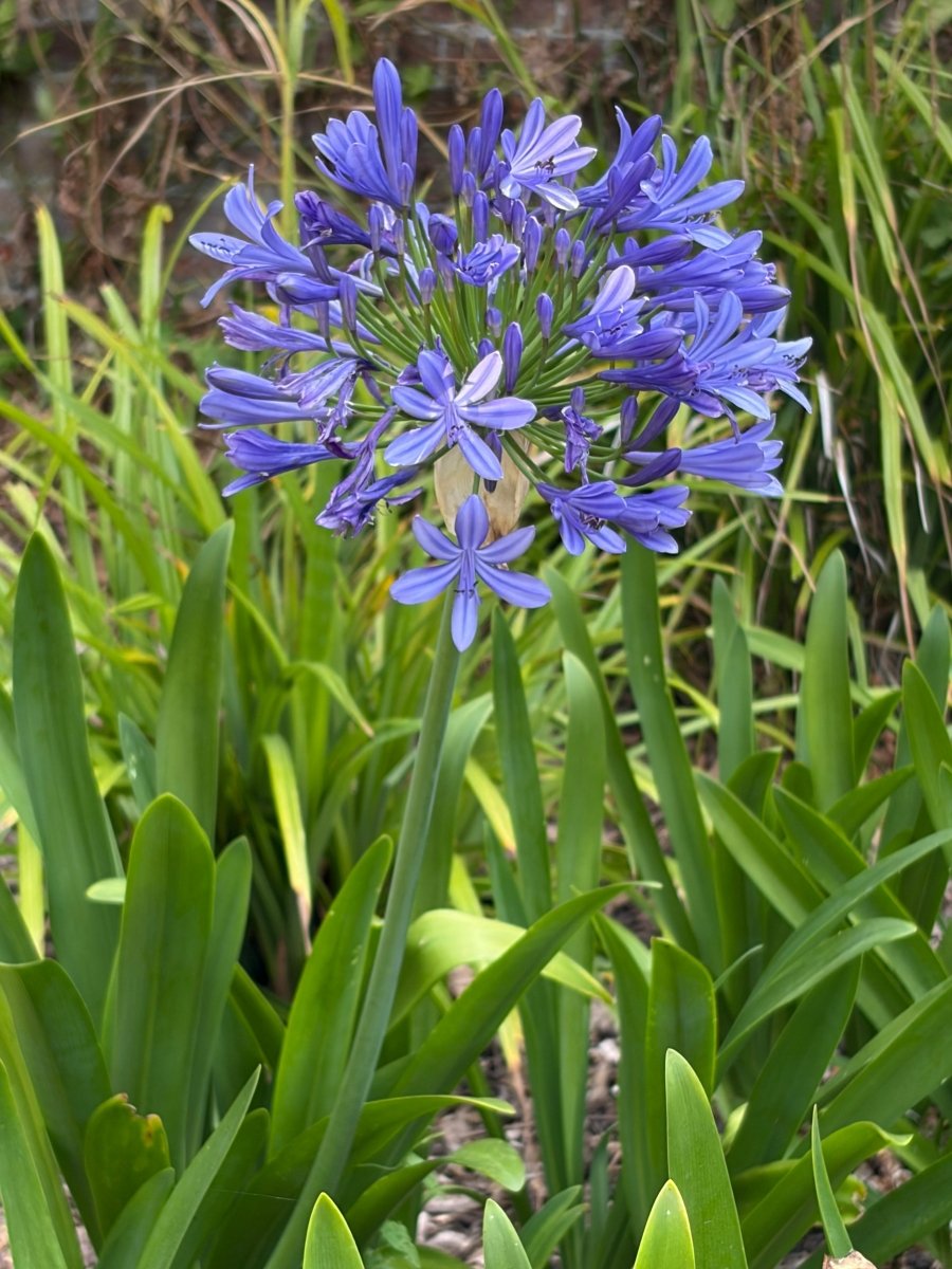 Agapanthus Big Blue - Dandys Landscape Supplies