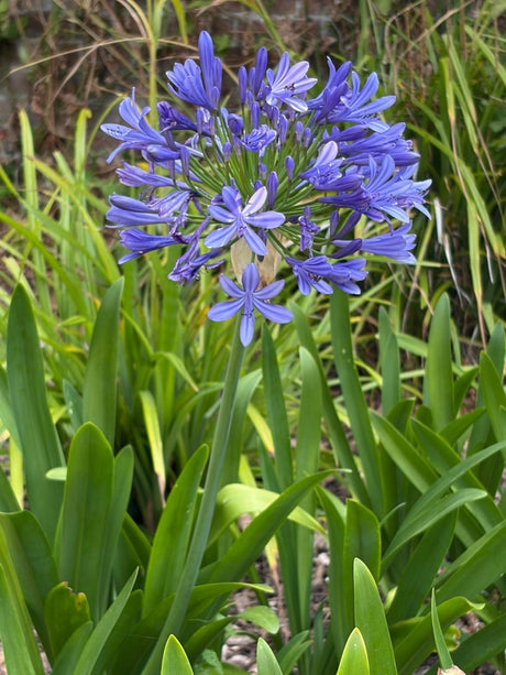 Agapanthus Big Blue - Dandys Landscape Supplies