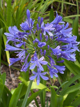 Agapanthus Big Blue - Dandys Landscape Supplies