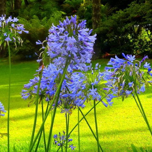 Agapanthus 'Big Blue' Seeds - Dandys Landscape Supplies