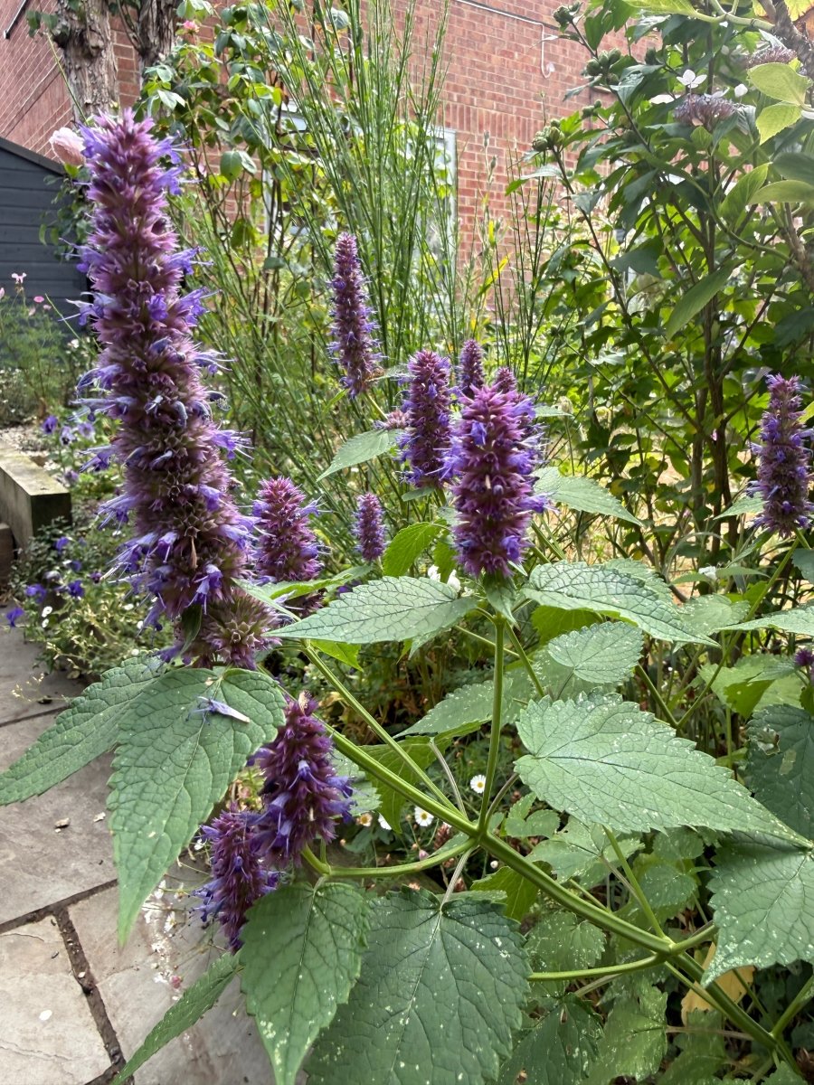 Agastache Liquorice Blue - Dandys Landscape Supplies