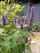 Agastache Liquorice Blue - Dandys Landscape Supplies