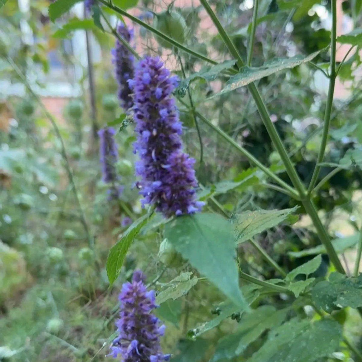 Agastache Liquorice Blue Seeds - Dandys Landscape Supplies