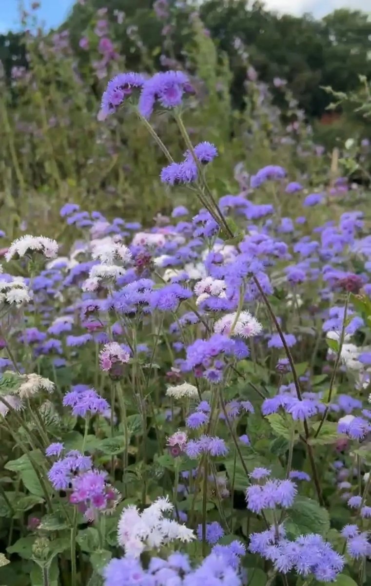 Ageratum Timeless Mix Seeds - Dandys Landscape Supplies