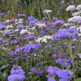 Ageratum Timeless Mix Seeds - Dandys Landscape Supplies